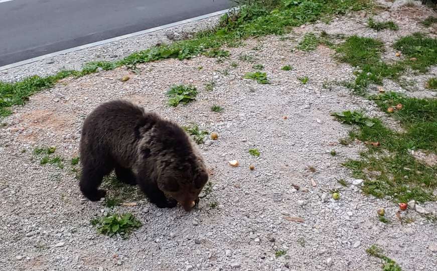 Medvjed redovno dolazi na ručak do restorana na Igmanu