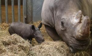 Ugrožena životinjska vrsta: Na svijet došlo mladunče bijelog nosoroga