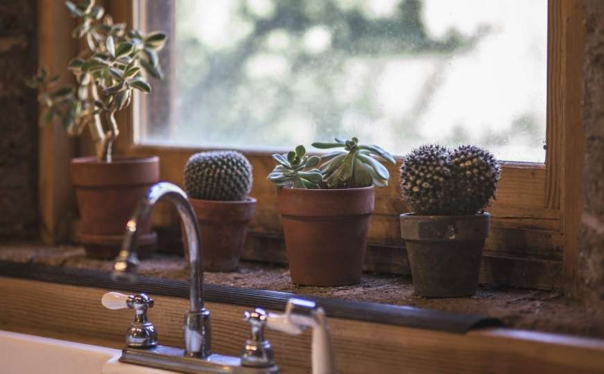 Kaktus nezahtjevna kućna biljka: Koliko ih zalijevati i gdje ih držati
