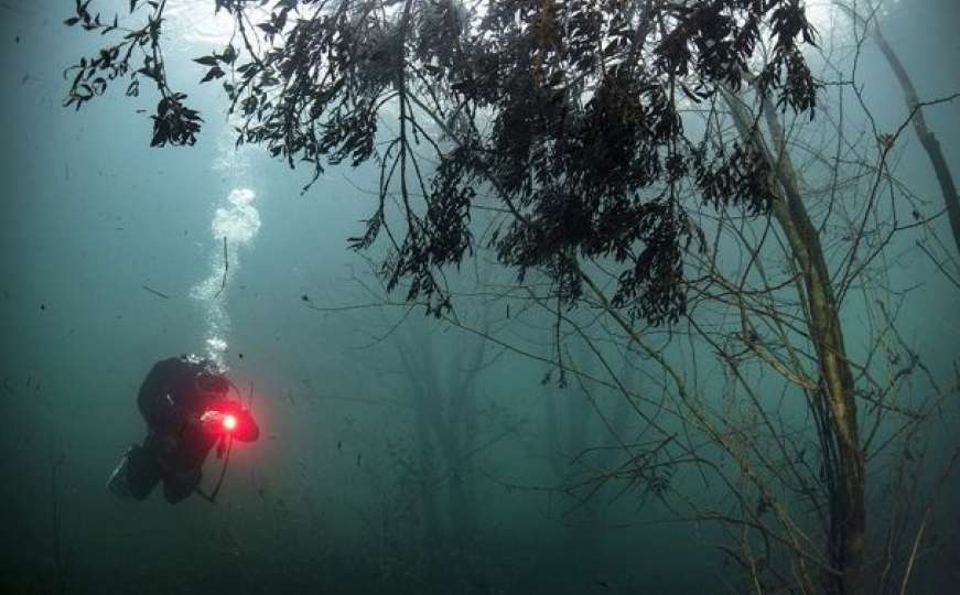 Fenomen podvodne šume koji se pojavljuje dva puta godišnje