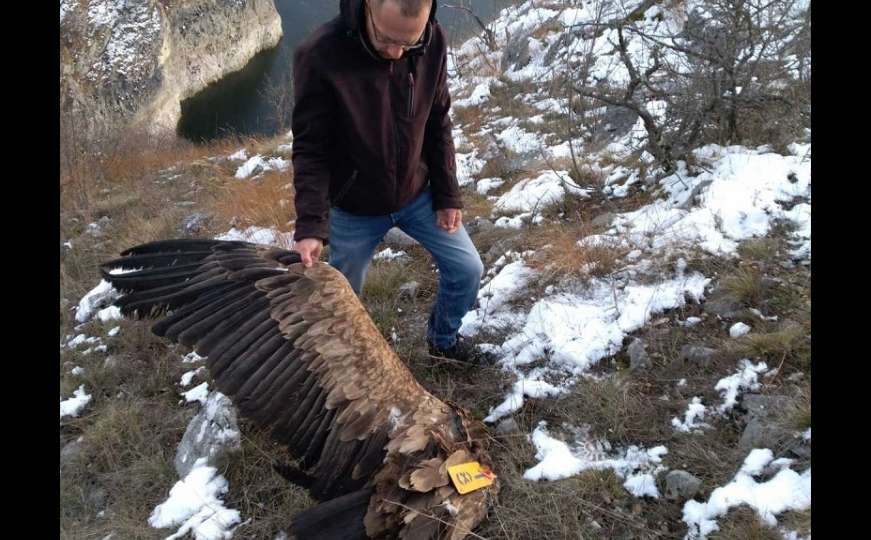 Tragičan kraj Dobrile: Pronađena mrtva, zaglavljena između drveća na Orlovici