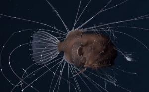 Vrsta koja se rijetko viđa: Naučnici oduševljeni životinjom iz morskih dubina 
