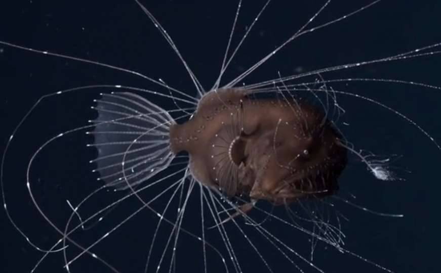 Vrsta koja se rijetko viđa: Naučnici oduševljeni životinjom iz morskih dubina 