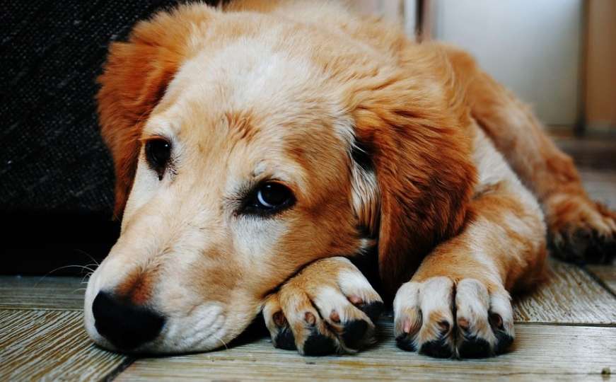 Sedam najčešćih mitova o psima u koje ljudi slijepo vjeruju