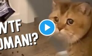 Ovaj video dobro će vas nasmijati: Mačka ostala "frapirana"