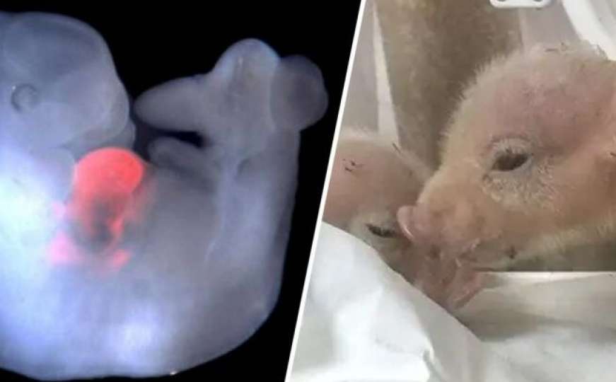 Kineski naučnici stvorili prve hibride svinje i majmuna