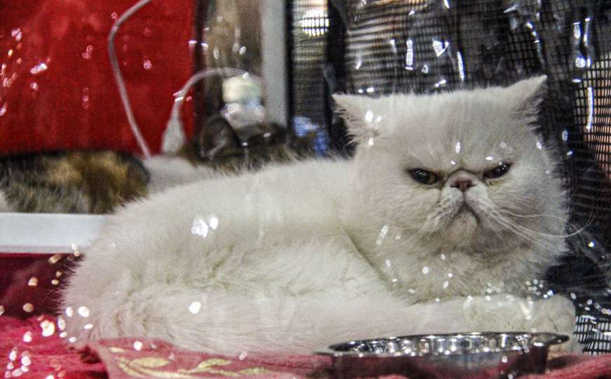 Mala slatka stvorenja: Na sajmu u Moskvi izloženo 2.000 mačaka