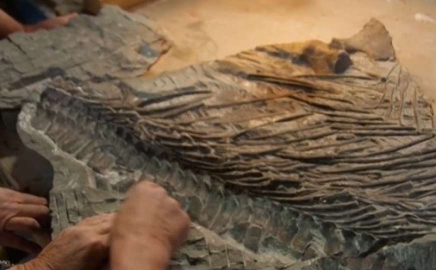 Engleska: Otkriven fosil zmaja star 200 miliona godina