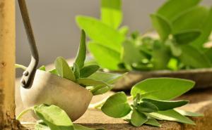 Zvijezde kućnog začinskog vrta: Ovih pet morate uvijek imati u kuhinji