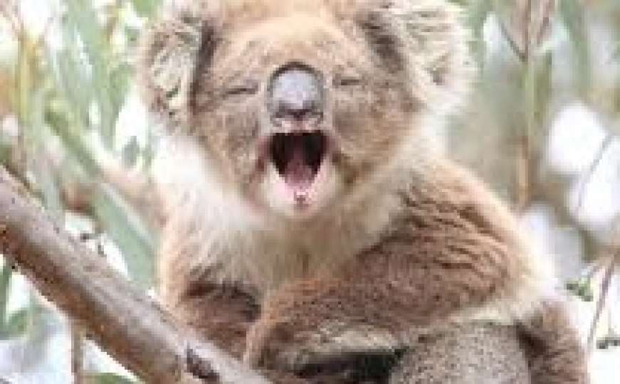 "Ovo je Armagedon": U požarima uginulo više od 2.000 koala
