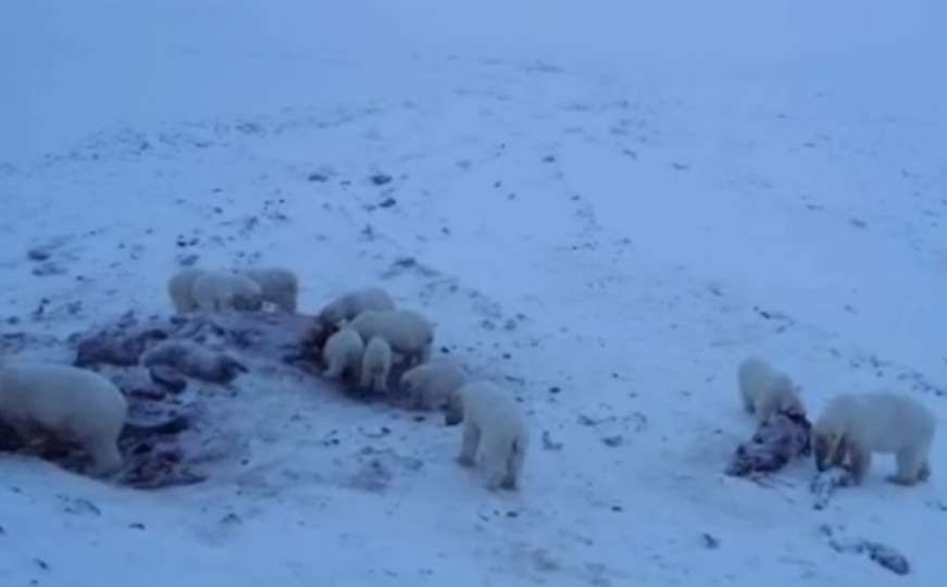 Samo u Rusiji: Polarni medvjedi „opkolili“ selo