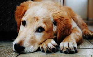 Petarde mogu izazvati srčani udar kod pasa: Saznajte kako im možete pomoći