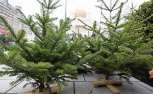 Umorni ste i pojačano kišete: Možda imate "sindrom božićnog drvca"