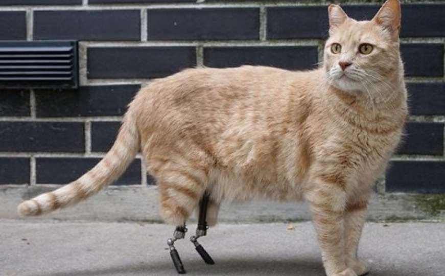 Mačku Vitu su amputirane obje stražnje noge, a sada je internetska zvijezda 