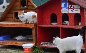 Turska: Tokom zime postavit će se hiljadu kuća za mačke i pse