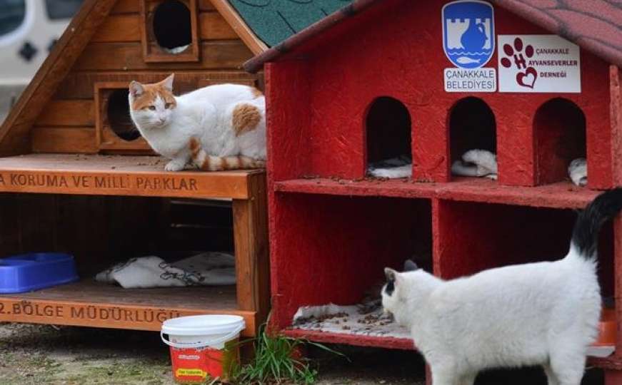 Turska: Tokom zime postavit će se hiljadu kuća za mačke i pse