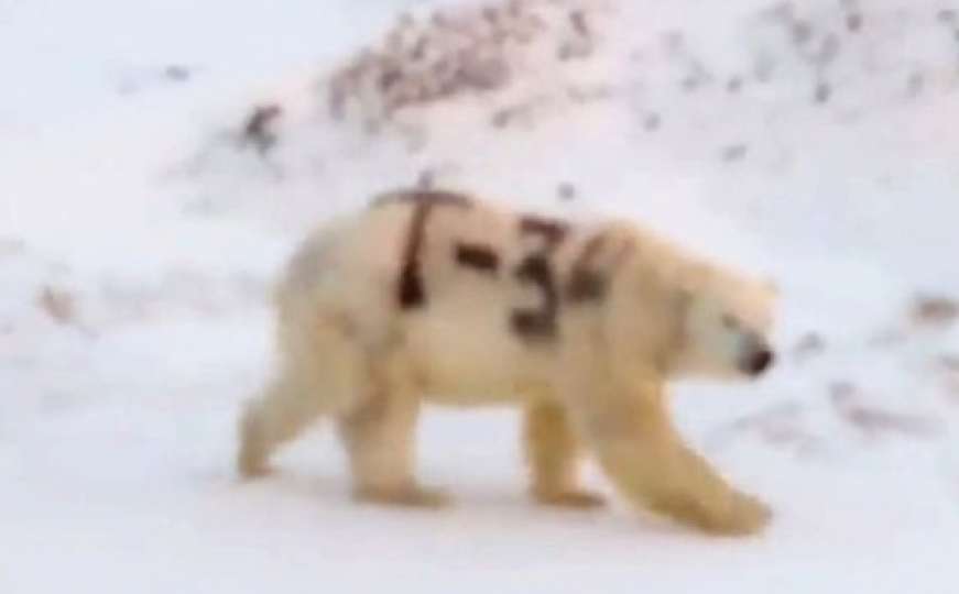 Naučnici u šoku: Snimljen polarni medvjed išaran crnim sprejem po leđima