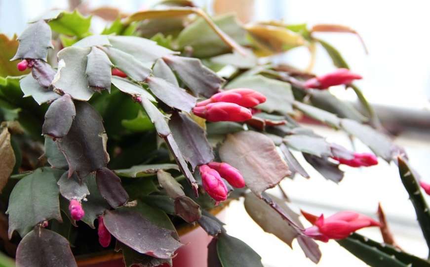 Pet savjeta uz koje će raskošni božićni kaktus cvjetati cijelu zimu