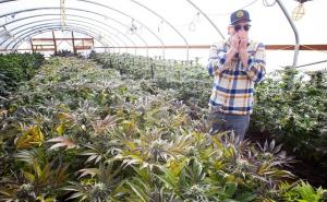 Još će jedna savezna država od Nove godine legalizirati marihuanu