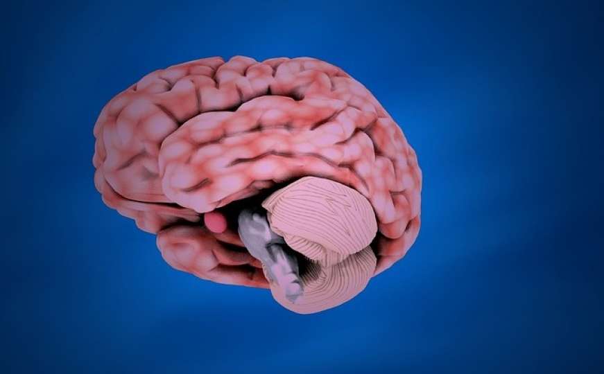 Šta smo novo naučili o ljudskom mozgu u 2019. godini