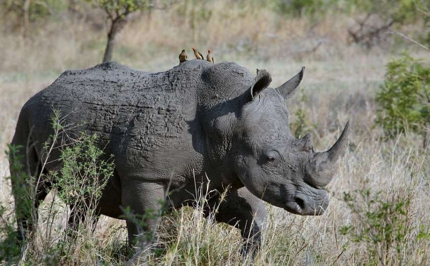 Ilegalni lov uzima danak: Za godinu-dvije ostat ćemo bez nosoroga