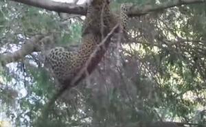 Leopard napao babuna pa požalio: Grabljivac na kraju izvlačio živu glavu 