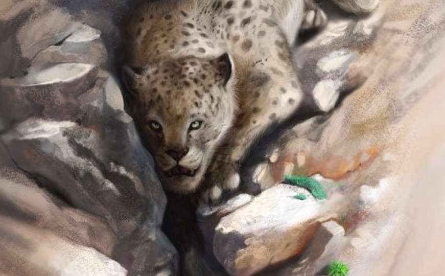 Pećinski leopard živio u BiH prije skoro 40.000 godina