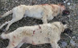 Mladić brutalno ubio pse: Slike su strašne