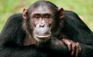 Pogledajte čimpanze koje uživaju u muzici, tapkaju i nogom o pod