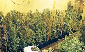 Zagreb: U kući pronađen improvizirani laboratorij i 9,6 kilograma marihuane