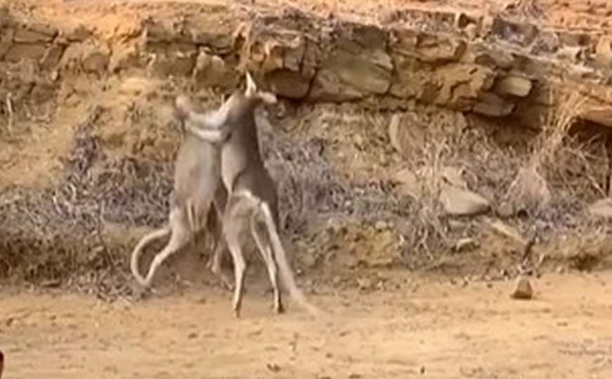 Samo u Australiji: Kenguri u žaru borbe obarali namještaj 