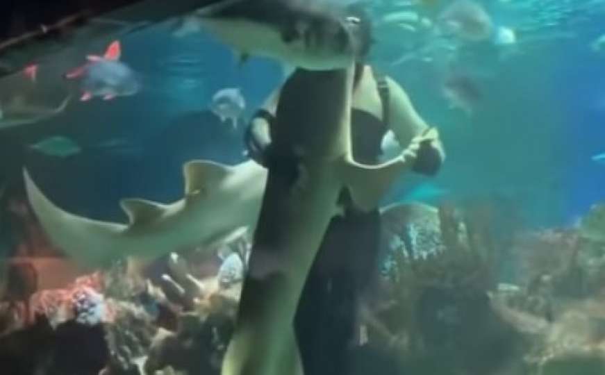 Samo u Rusiji: Ronilac u akvariju plesao s ogromnim morskim psom