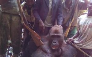 Zločin protiv prirode: Ubili gorilu, pa pozirali pored nje