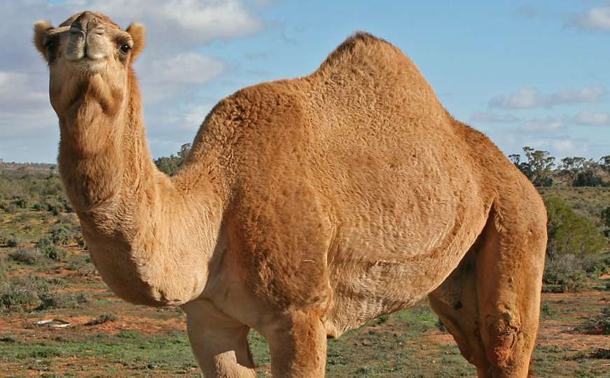 Australija: Ubit će 10 hiljada kamila jer piju previše vode