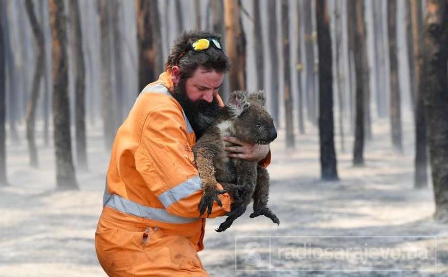 Kraj jednog svijeta: Požari u Australiji dosad ubili više od MILIJARDU životinja