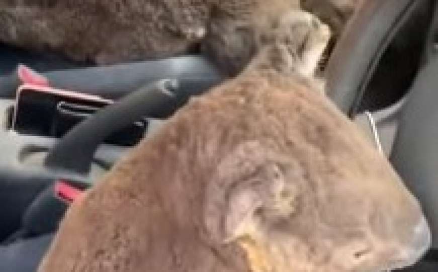 Dva tinejdžera spašavala koale, snimak je mnoge i rastužio i razveselio