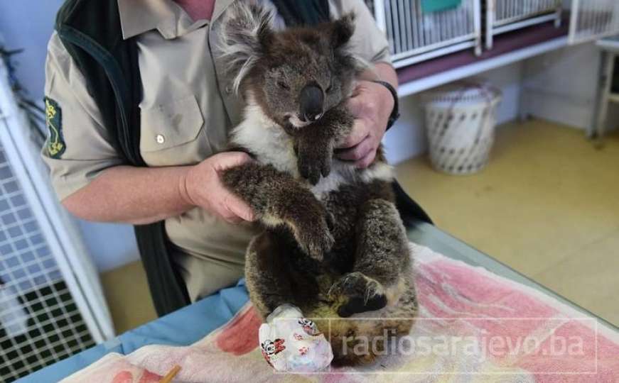 Australija: Vlada savjetuje vatrogascima da ubiju bebe kengura i koala koje pronađu