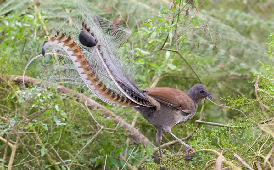 Ptice koje imitiraju zvukove iz prirode: Jedna od najkompleksnijih ptičijih pjesama