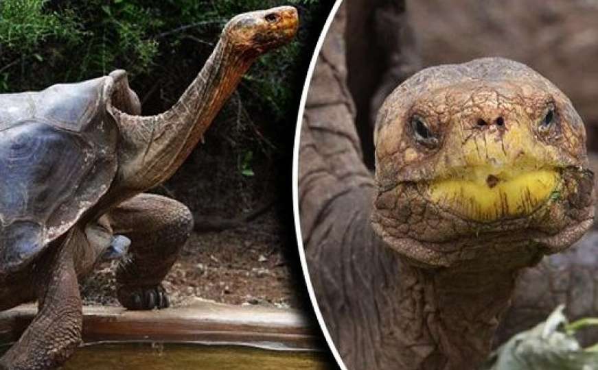 Diego, faca među kornjačama, toliko se pario da je spasio cijelu vrstu od izumiranja