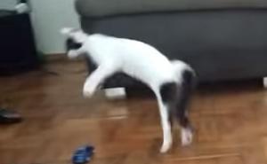 Snimak koji je osvojio mnoge: Kada maca poludi za trkaćim autom