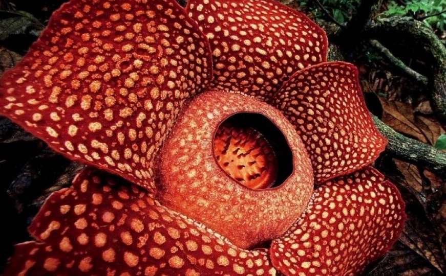 Smrdljivi džin: Otkriven najveći cvijet na svijetu