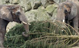 Simpatičan video dolazi nam iz Beča: Božićna jelka završila na "tanjiru" slonova 