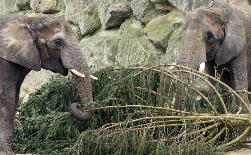 Simpatičan video dolazi nam iz Beča: Božićna jelka završila na "tanjiru" slonova 