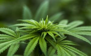 Odluka suda: Kompanija mora radniku platiti medicinsku marihuanu