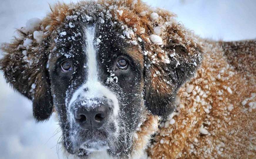 Psi i zima - je li im mnogo hladno i kako im pomoći