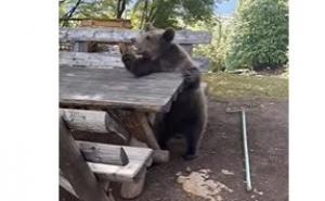 Daily Mail pisao o "rasplesanom medvjedu" iz BiH