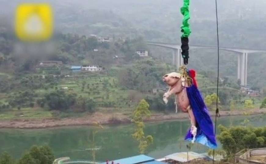 Okrutnost ljudi nema granicu: Svinju natjerali na bungee jump sa 68 metara 