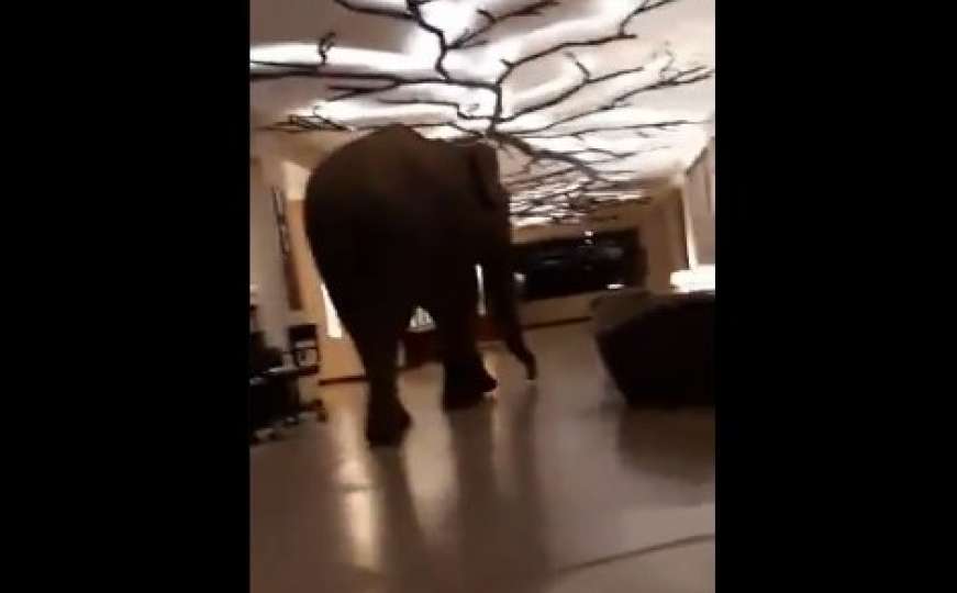 Slon prošetao hodnikom hotela i iznenadio goste i radnike