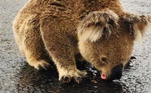 Video koji je rastužio svijet: Koala izašla na cestu da bi pila vodu iz lokve