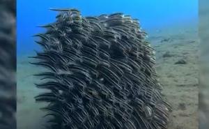 Način na koji se ribe štite od grabljivaca oduševio internet